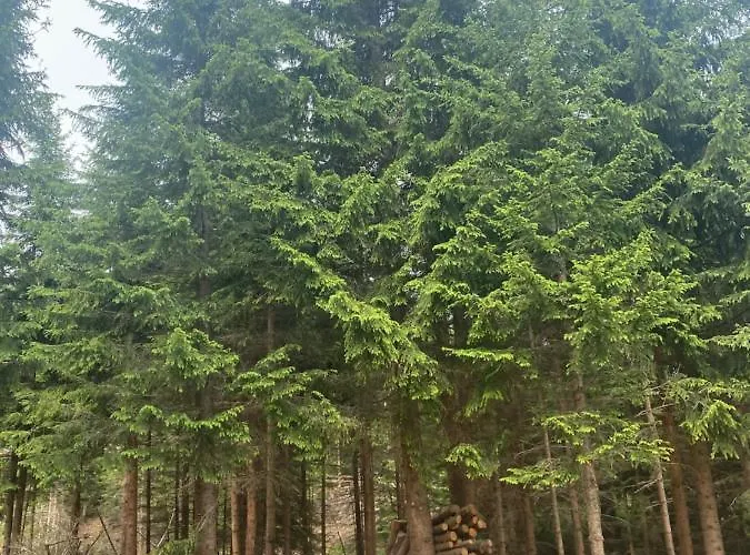 Luxury Horse River Sekulic